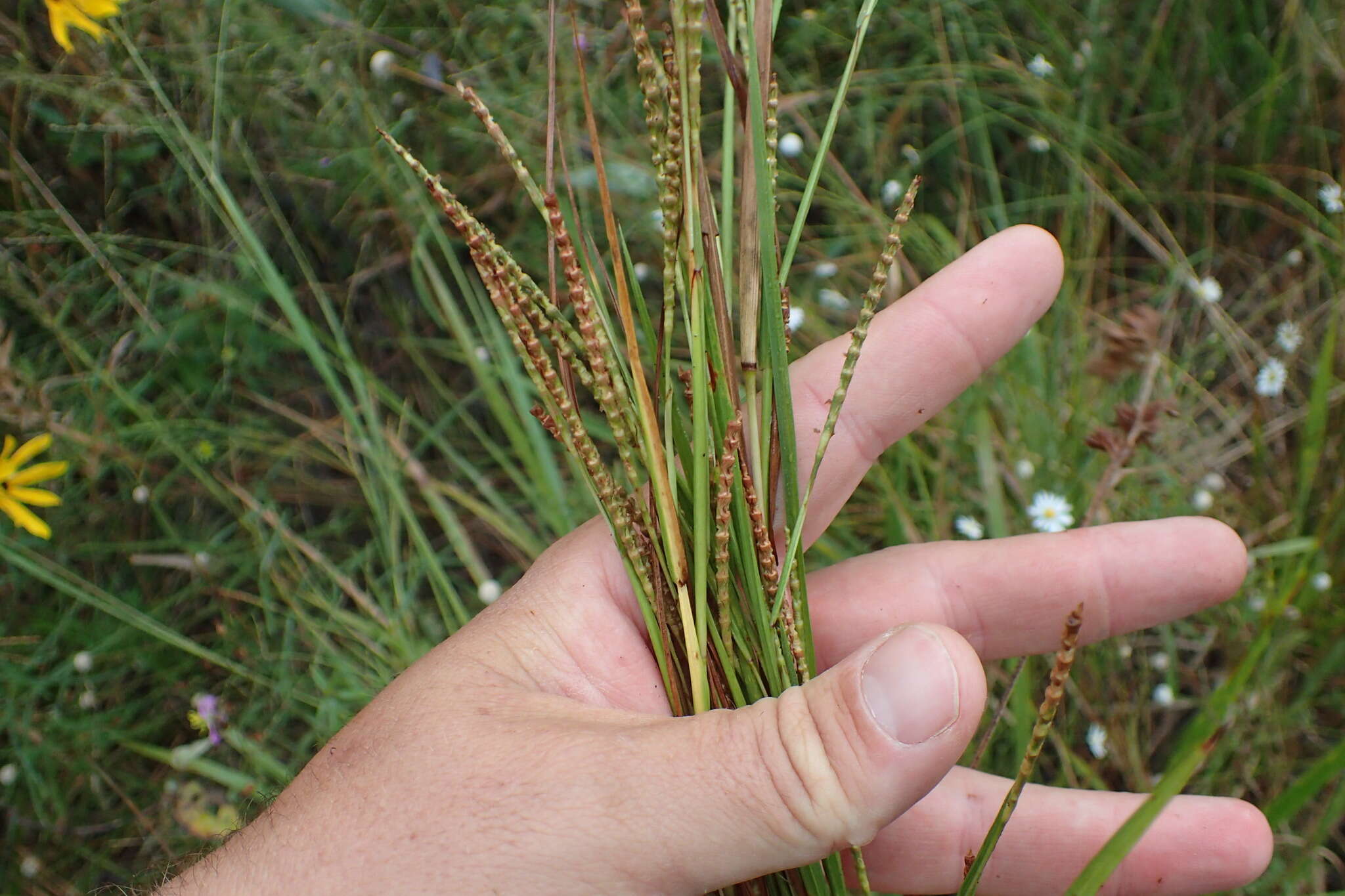 Image of Wrinkled Joint-Tail Grass