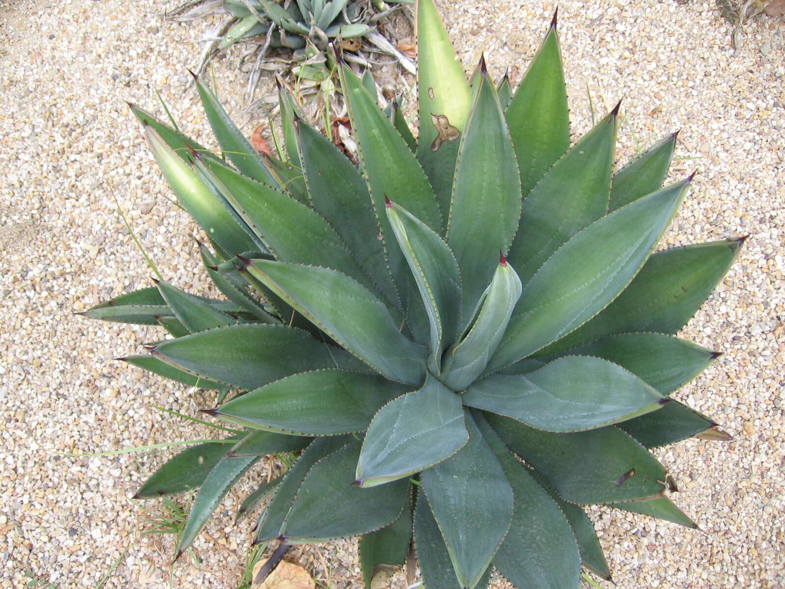 Image of Murphey's century plant