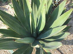 Image de Agave murpheyi Gibson