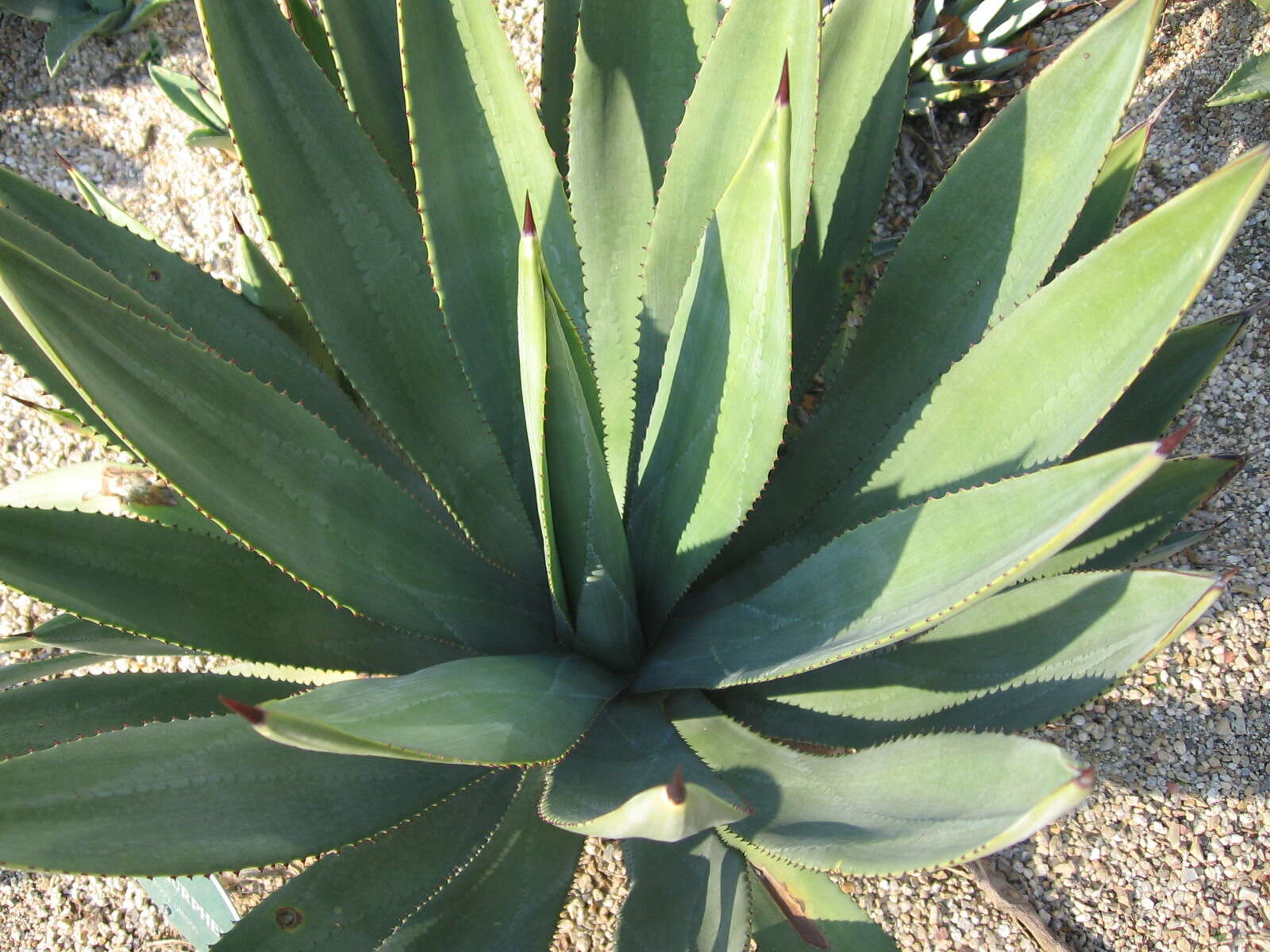 Image of Murphey's century plant