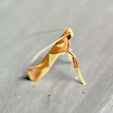 Image of Caloptilia xanthopharella (Meyrick 1880)