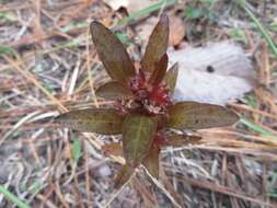 Sivun Acalypha gracilens A. Gray kuva