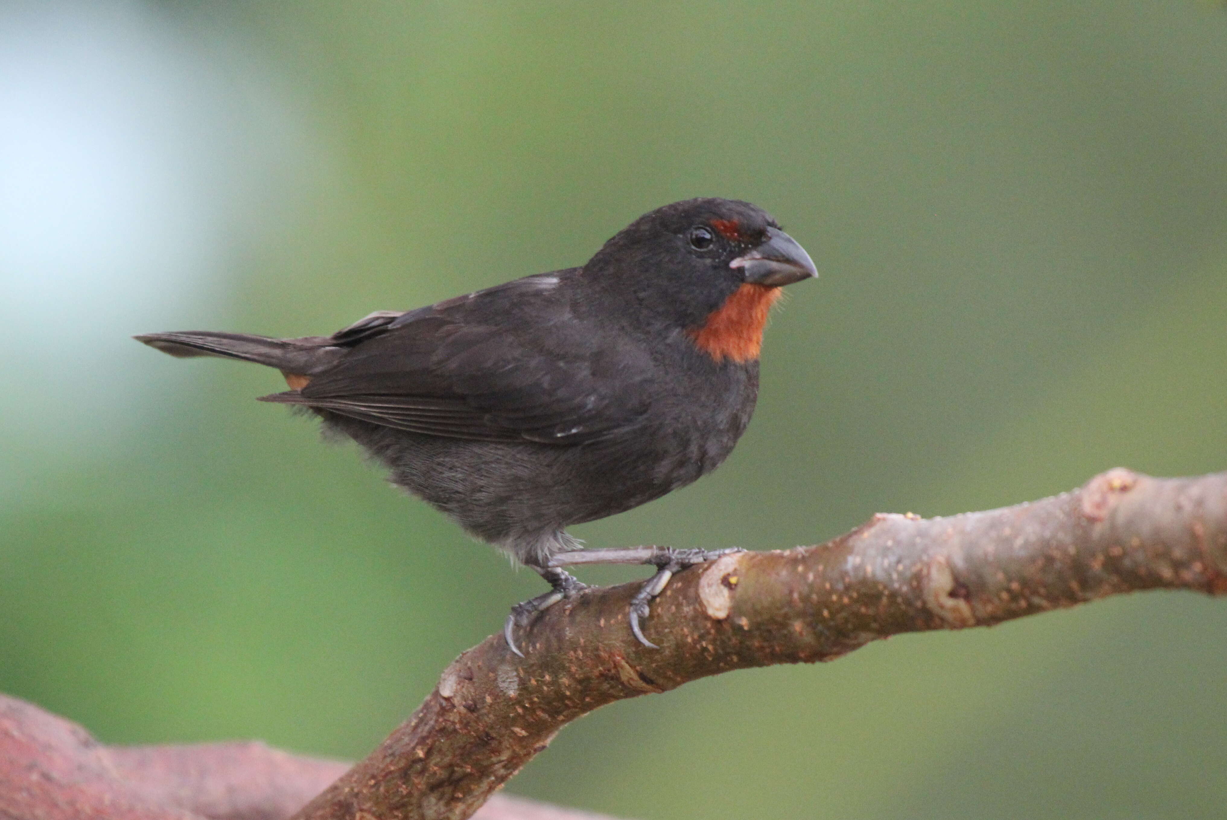 Image of Antillean bullfinches