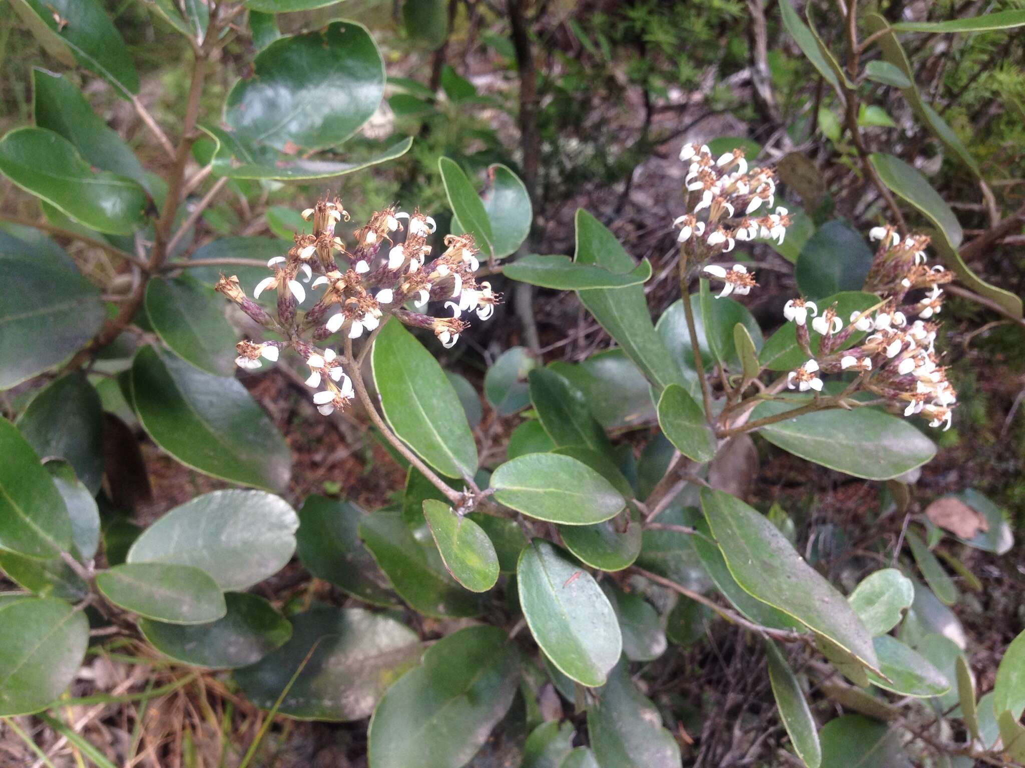 Imagem de Olearia townsonii Cheeseman