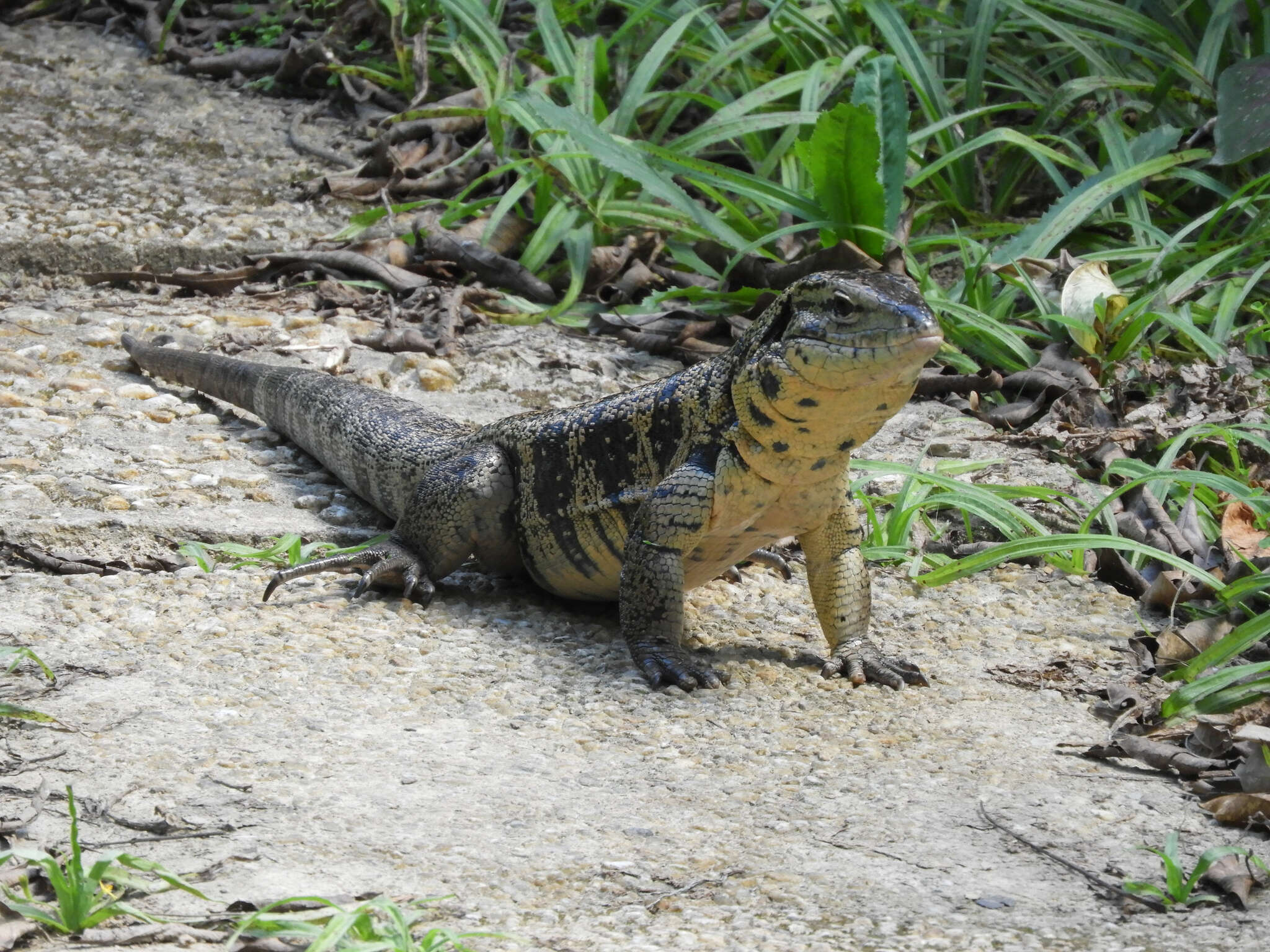 Image of Cryptic golden tegu