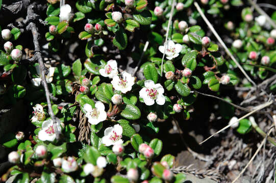 Image of Cotoneaster morrisonensis Hayata