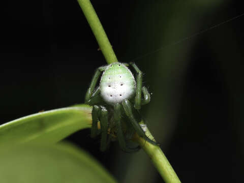 Image of Aoaraneus pentagrammicus