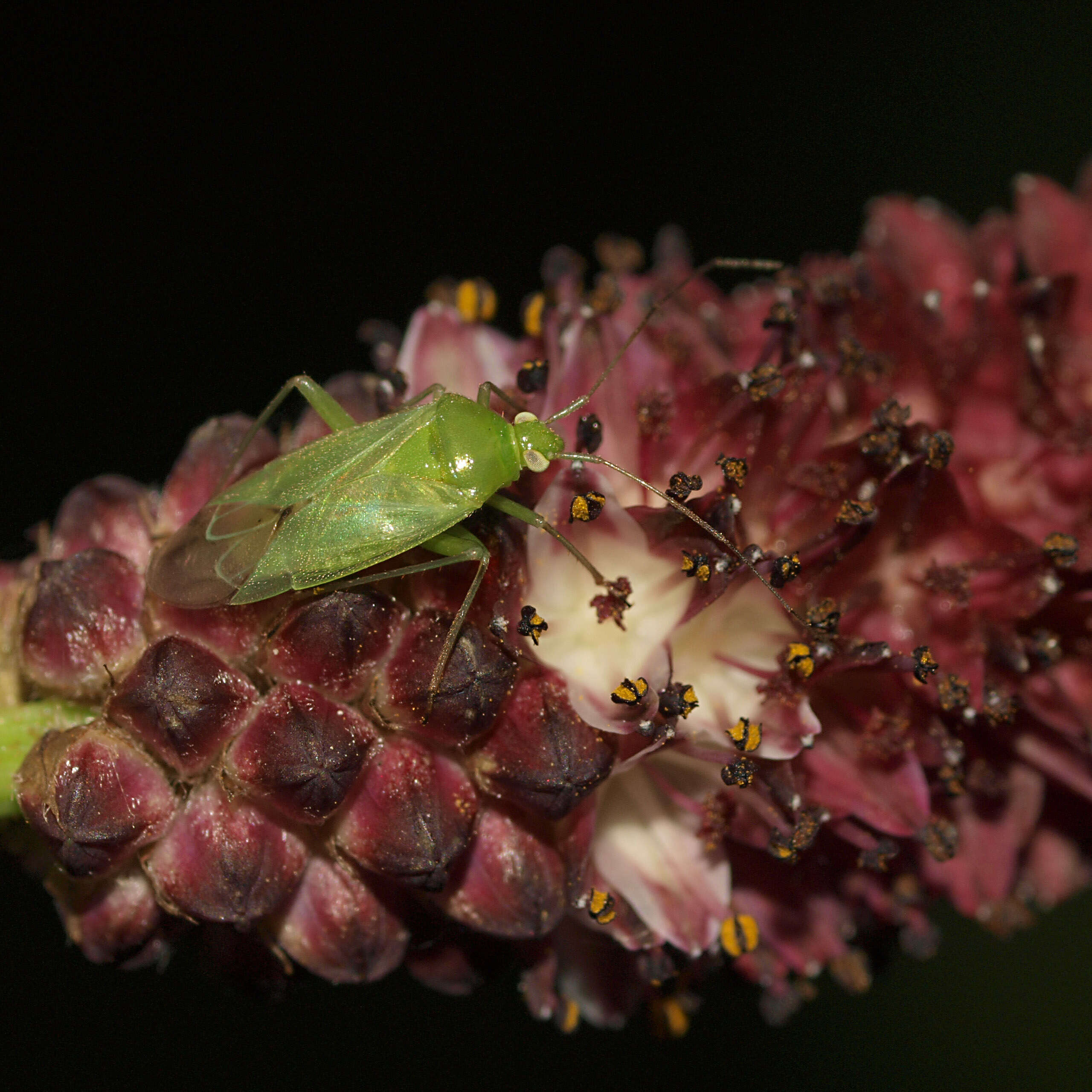 Image of Lygocoris