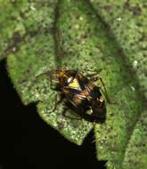 Image of Liocoris