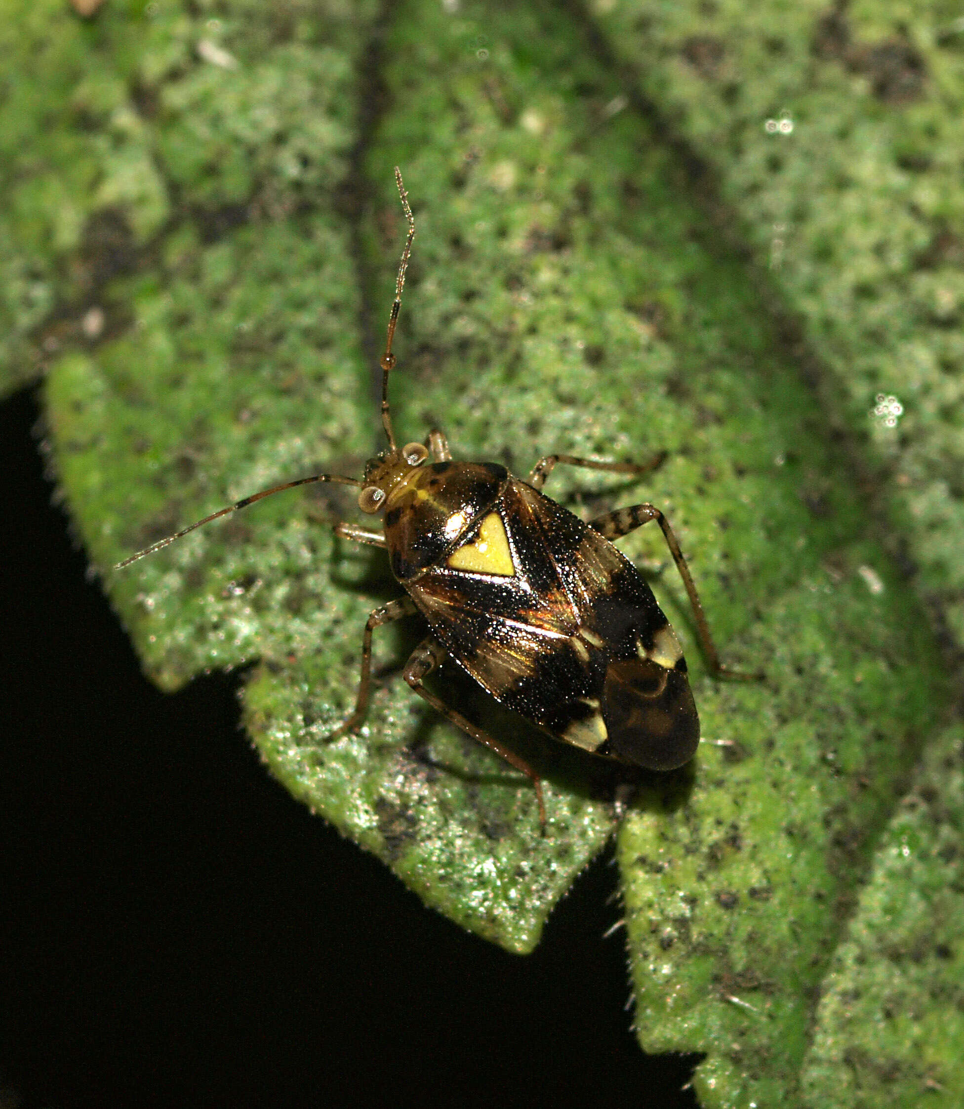 Image of Liocoris