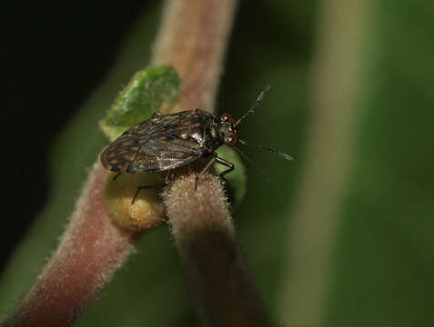 Image of common shorebug