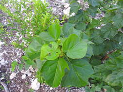 Image of Jatropha gaumeri Greenm.