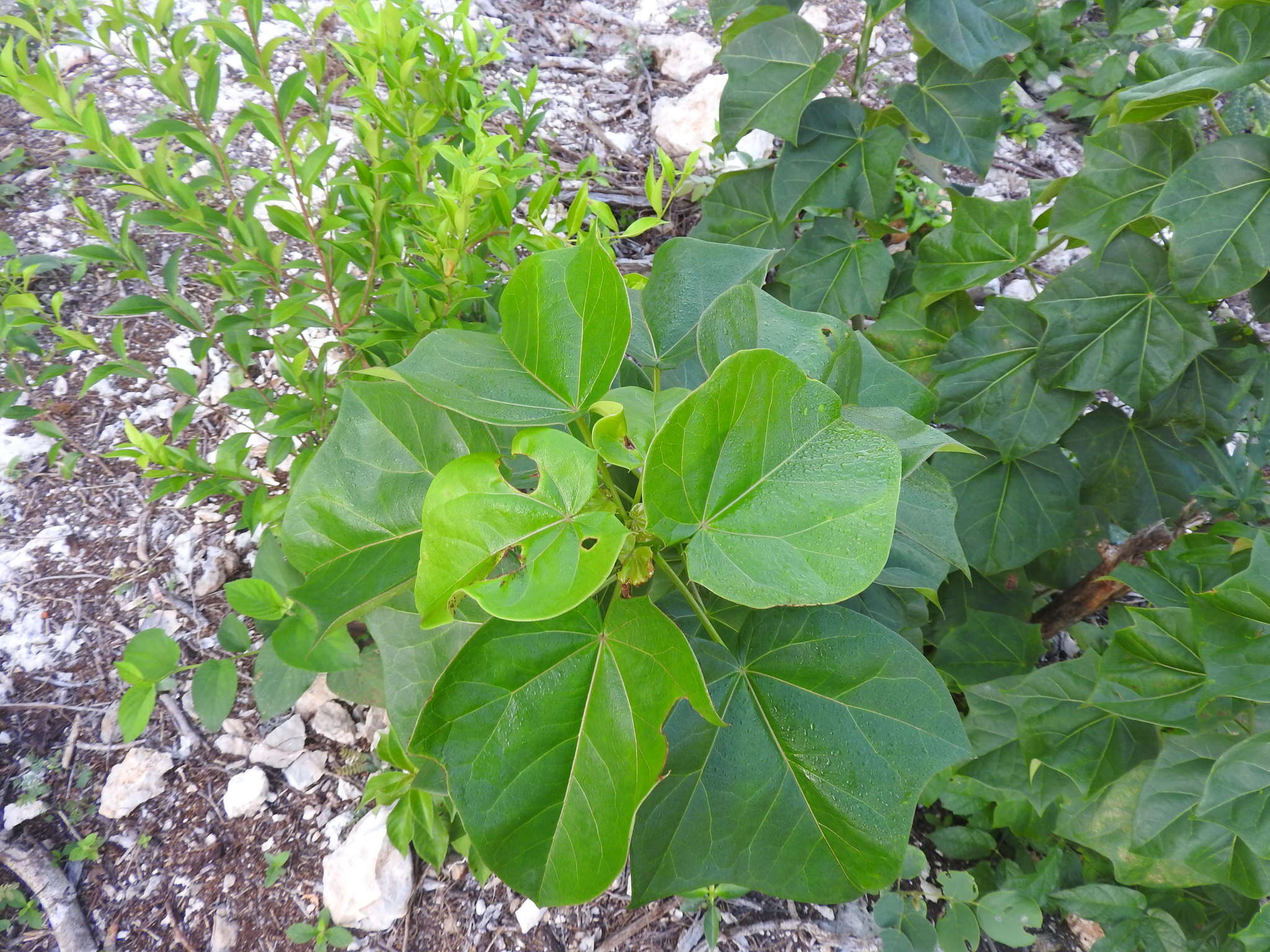 Image of Jatropha gaumeri Greenm.