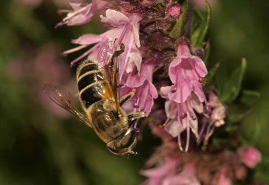 Image of <i>Eristalis abusiva</i>