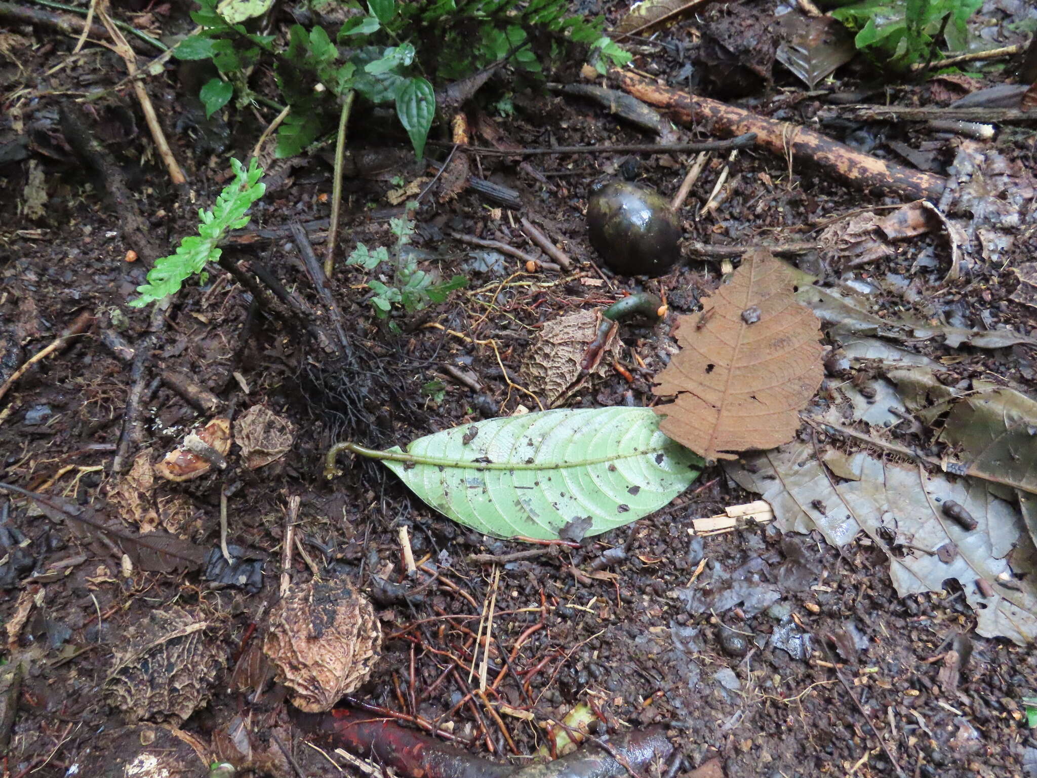 Image of Calatola costaricensis Standl.