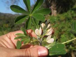 Image of white lupine