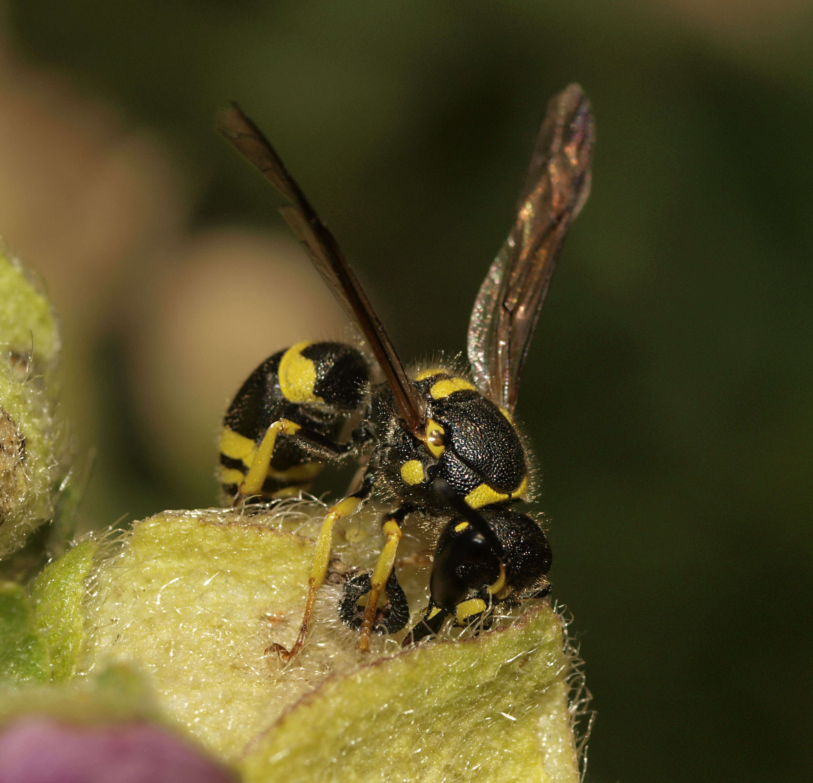 Image of Ancistrocerus gazella (Panzer 1798)