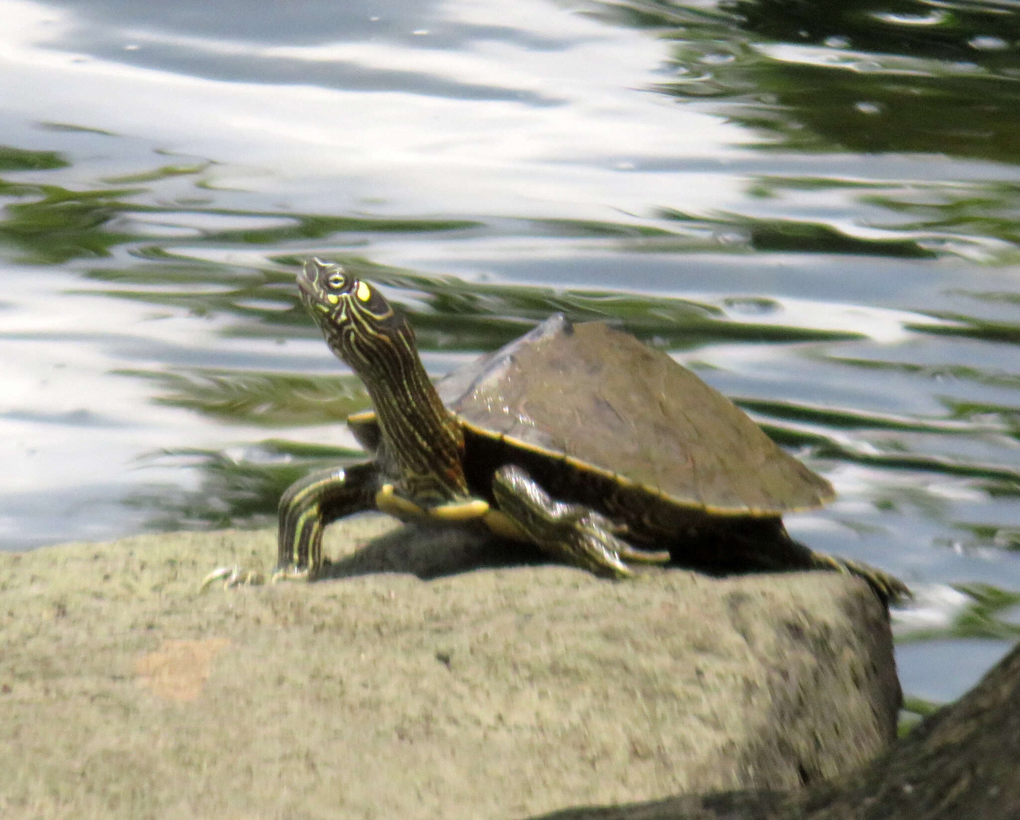 Image of Ouachita Map Turtle