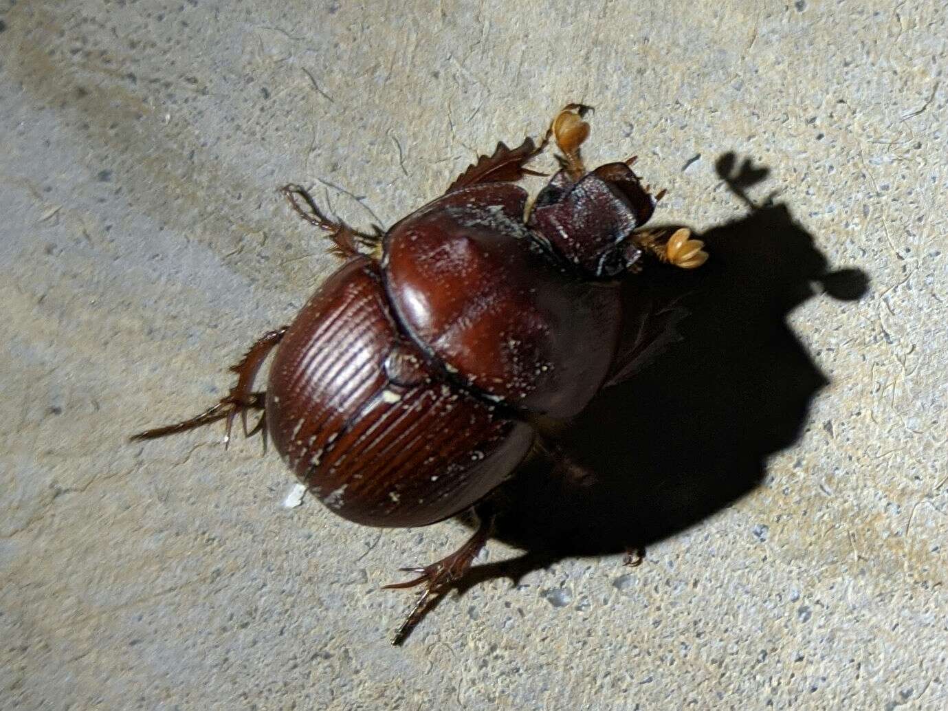 Plancia ëd Bradycinetulus ferrugineus (Palisot de Beauvois 1805)