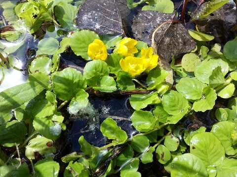 Слика од Lysimachia nummularia L.