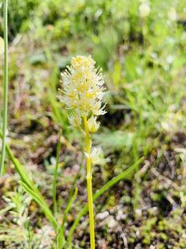 Image of grassy deathcamas