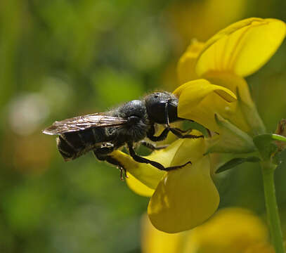 Image of Mason bee