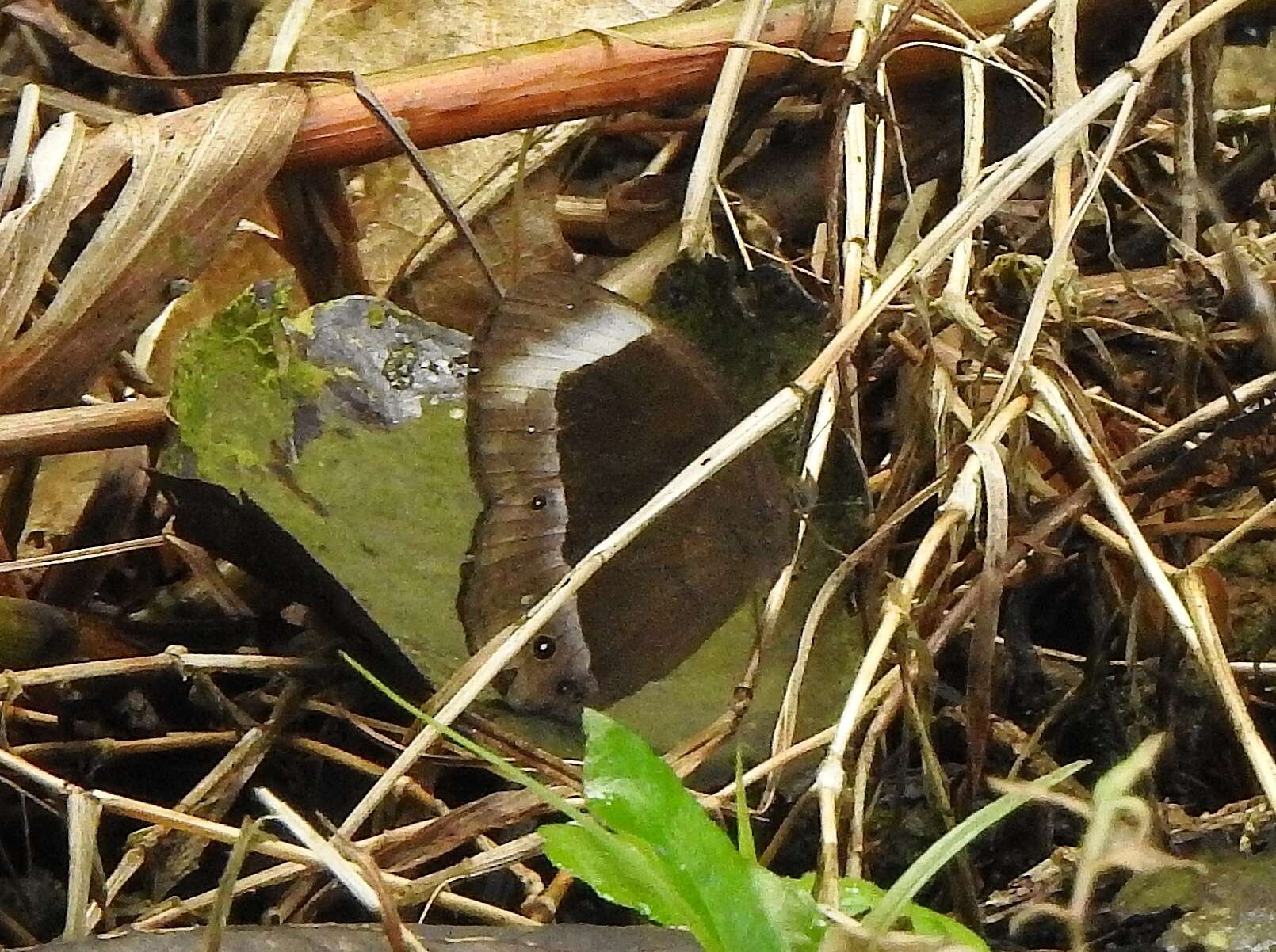 Image of Mycalesis anaxias Hewitson 1862