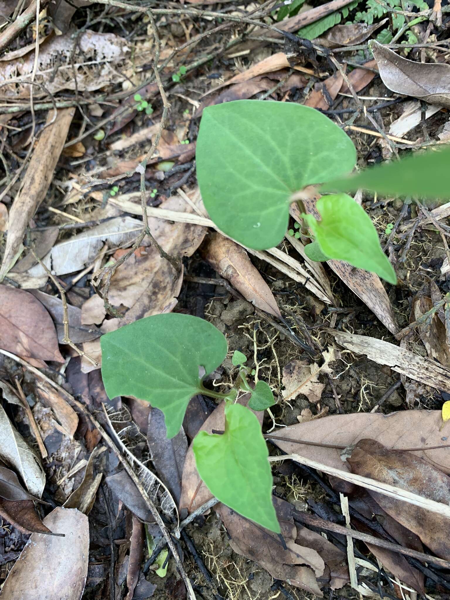 蕺菜屬的圖片