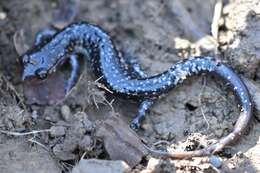 Image of Plethodon kiamichi Highton ex Highton, Maha & Maxson 1989