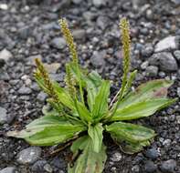 Image of Plantago depressa Willd.