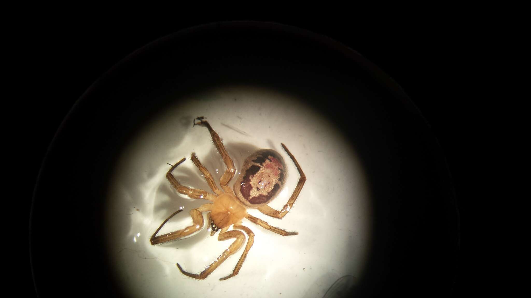 صورة Steatoda nobilis (Thorell 1875)