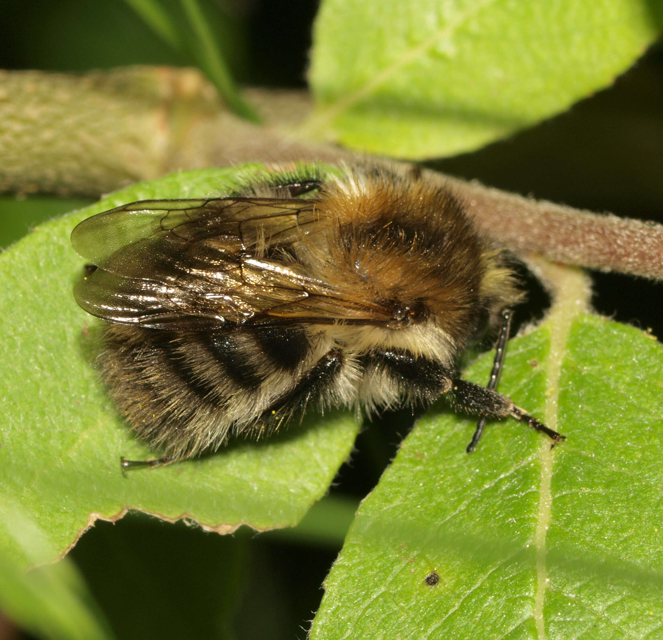 Image of Common carder bumblebee