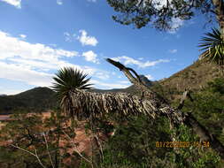 Image of Yucca potosina Rzed.