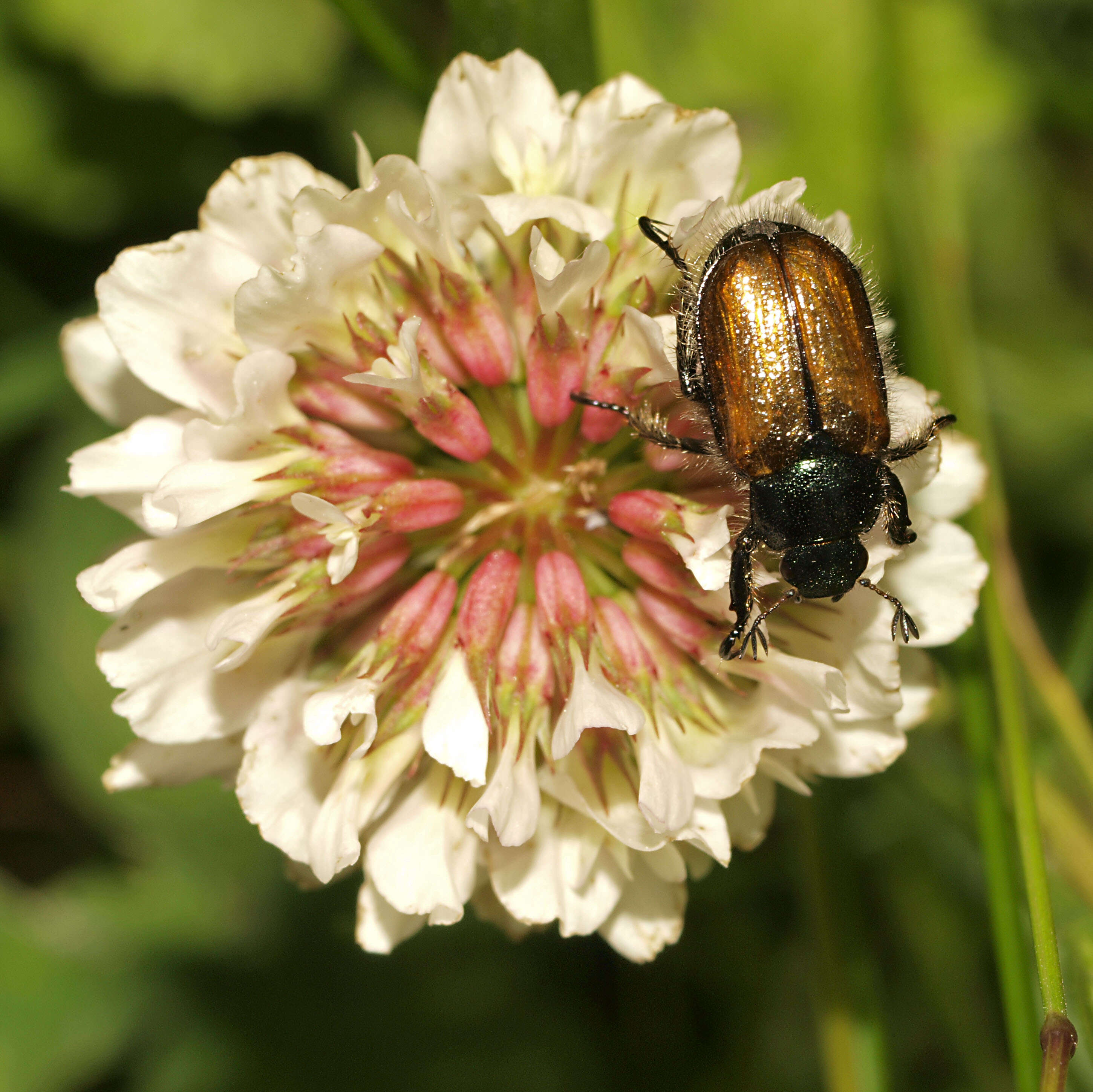 Image of Phyllopertha