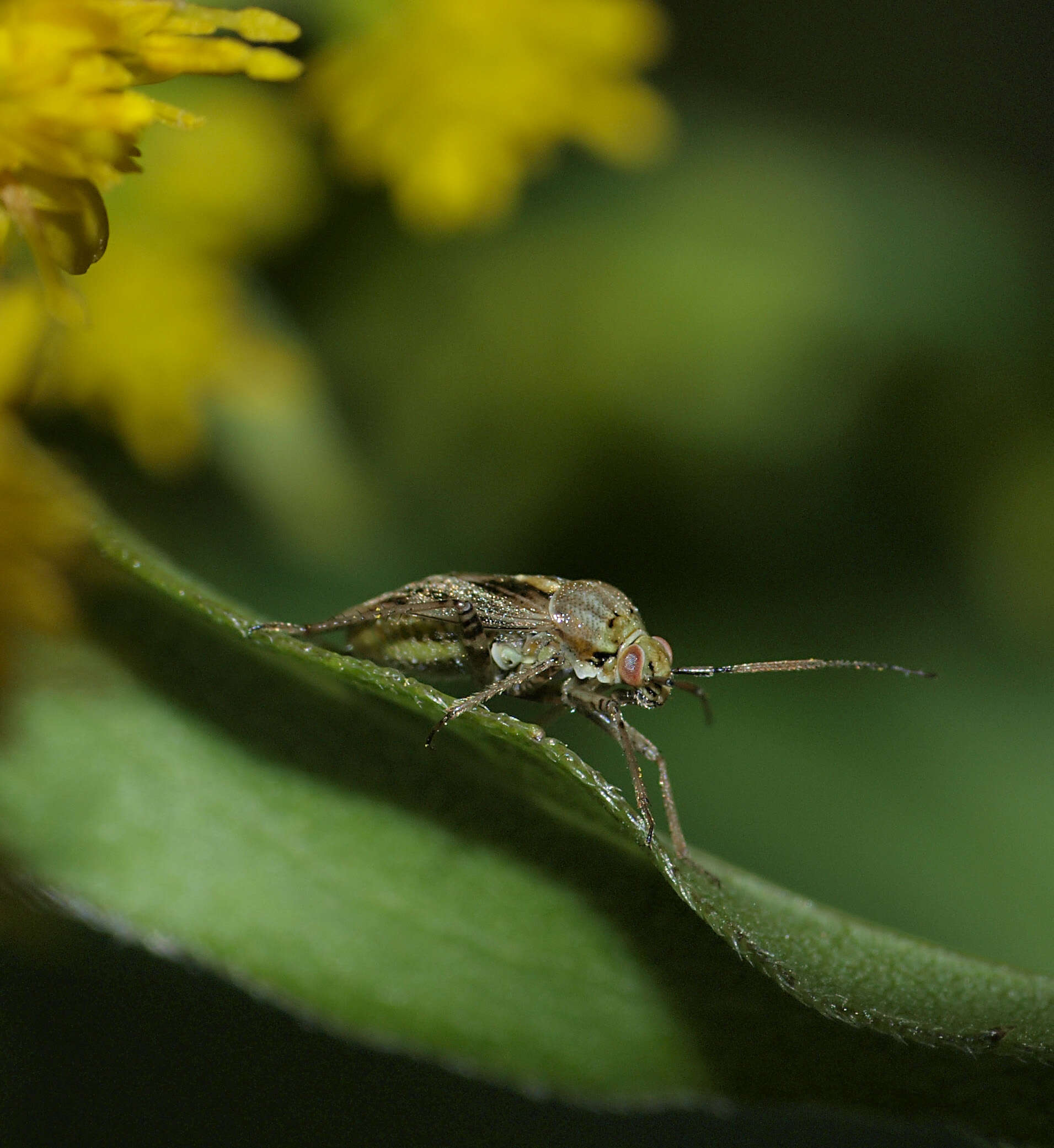 Image of Lygus rugulipennis Poppius 1911