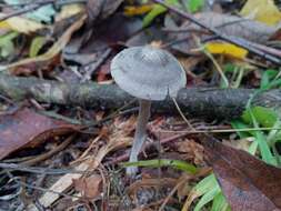 Tephrocybe resmi