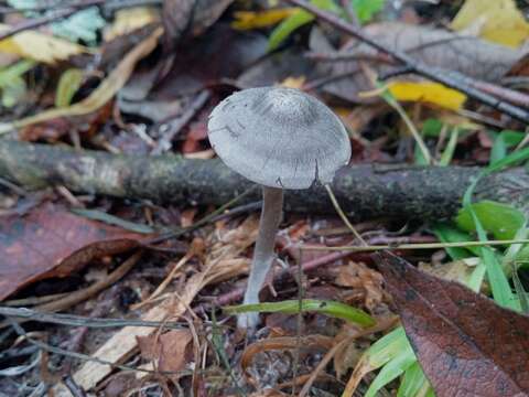 Sivun Tephrocybe kuva