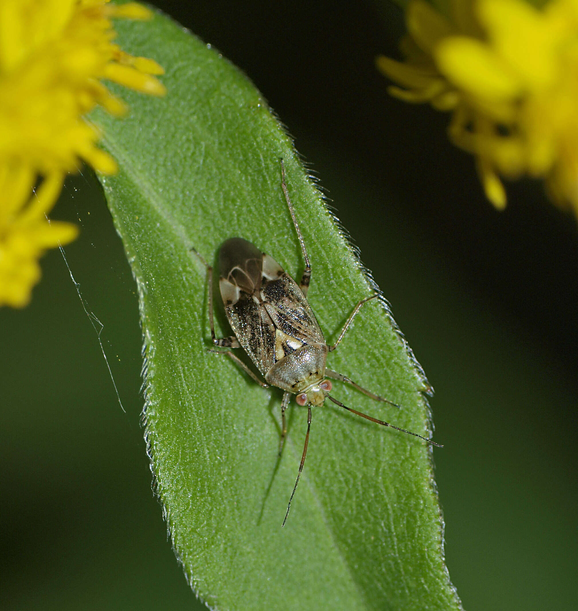 صورة Lygus rugulipennis Poppius 1911