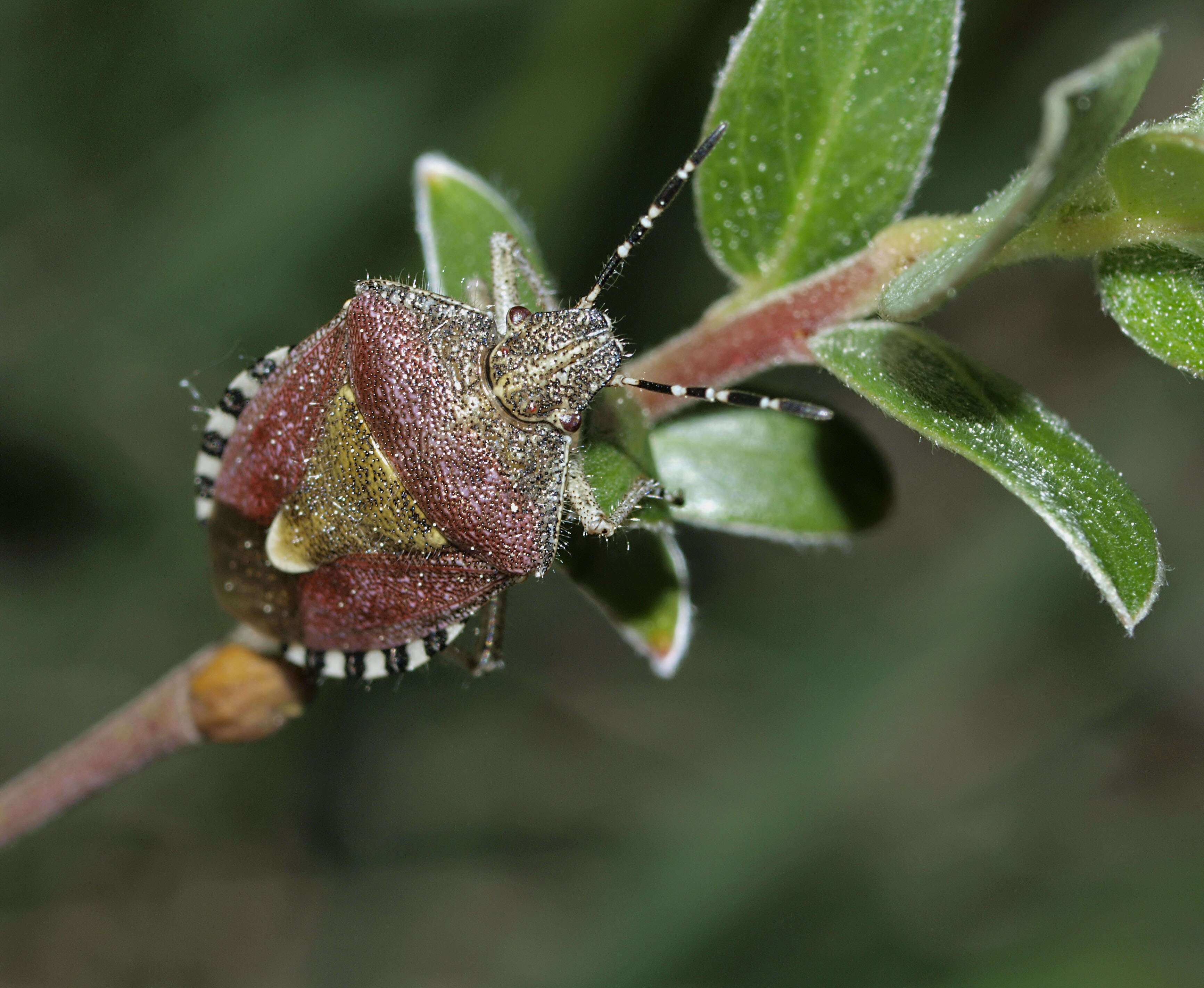 Image of sloe bug