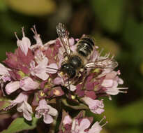 Image of Megachile leaf-cutter bee