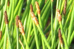 Image of Gulf Coast Spike-Rush