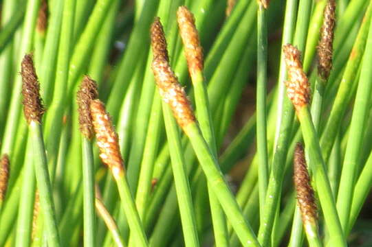 Image of Gulf Coast Spike-Rush