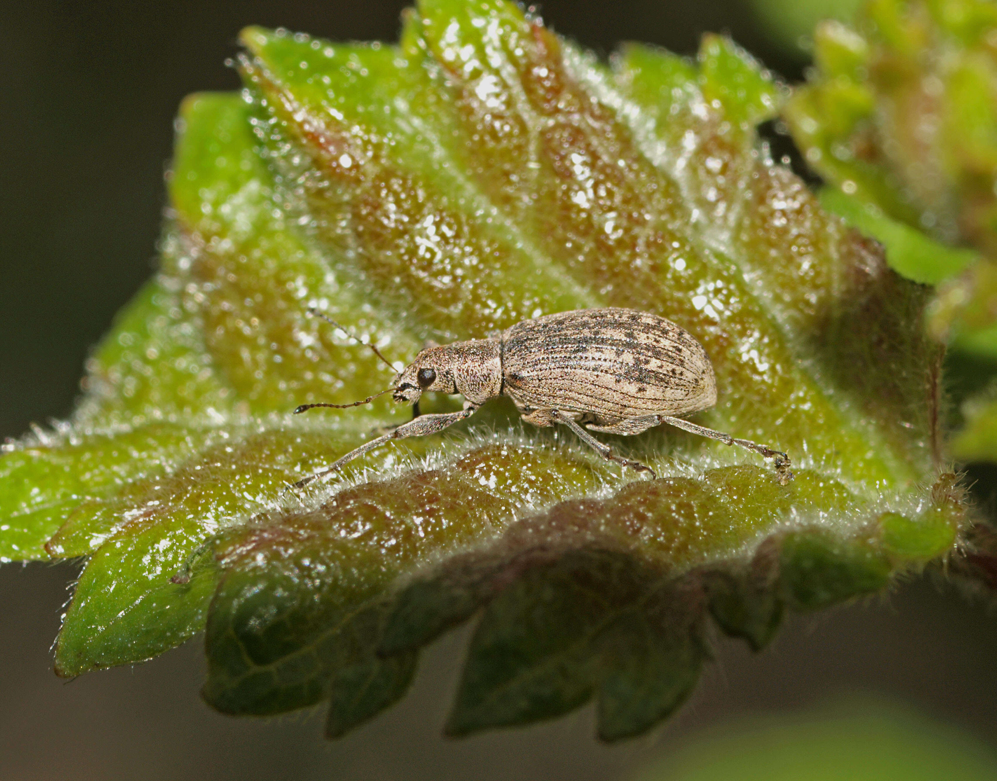 Polydrusus (Eurodrusus) cervinus (Linnaeus 1758) resmi