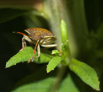 Image of Vernal Shieldbug