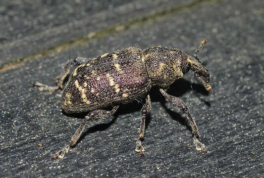 Image of large pine weevil