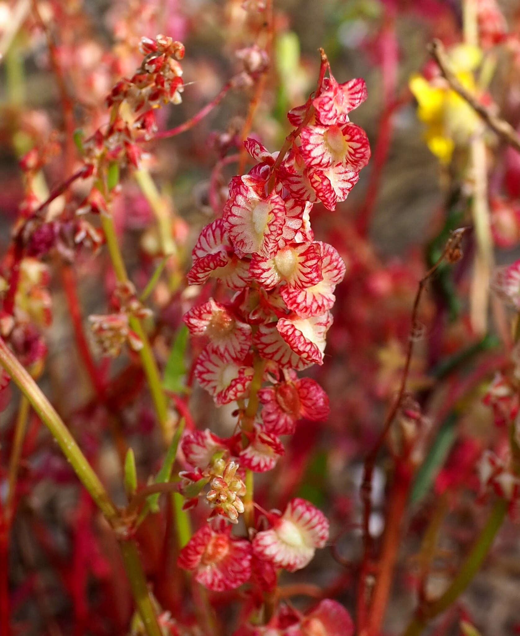 Rumex pictus Forsskál的圖片