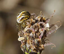 Image of Mangora acalypha (Walckenaer 1802)