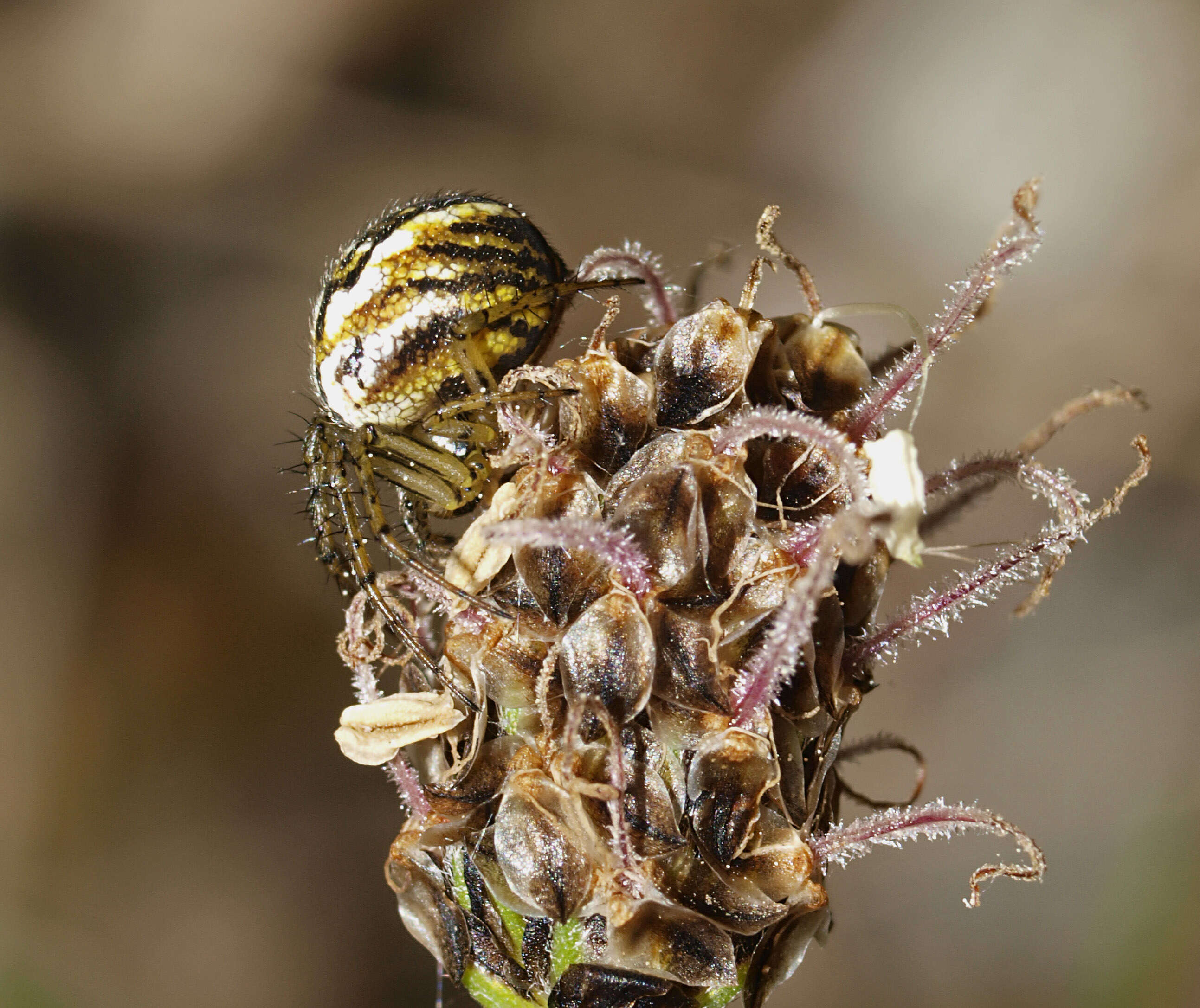 Image of Mangora acalypha (Walckenaer 1802)