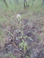 Image of Macledium kirkii (Harv.) S. Ortiz