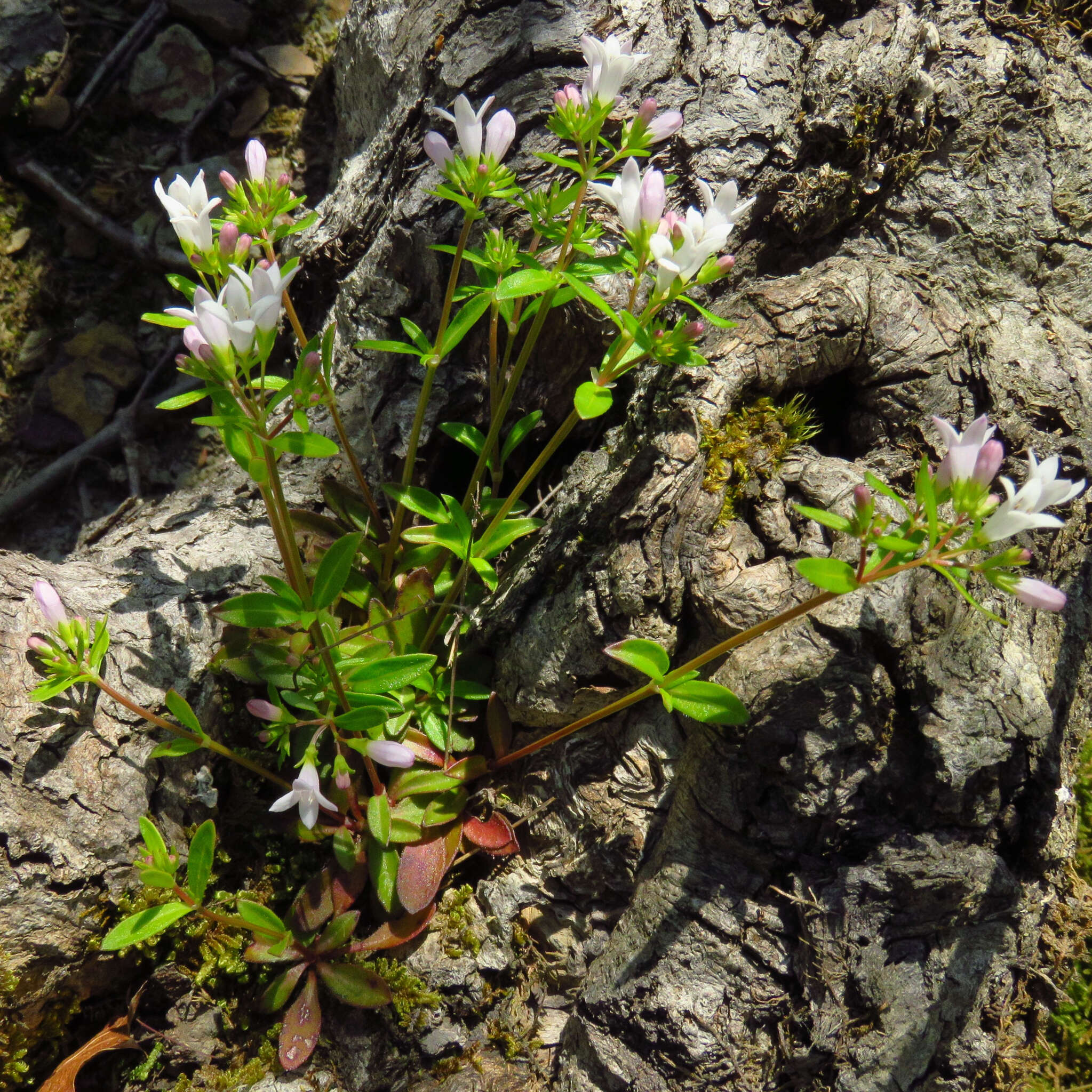 Image of Canadian summer bluet